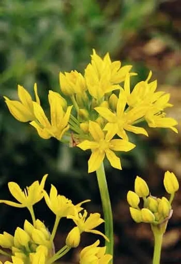 Allium moly Jeannine